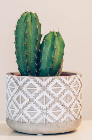 Office Desk Cactus