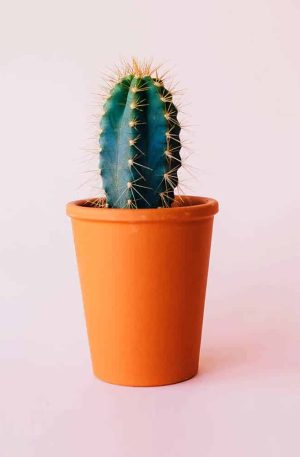 Grafted cactus