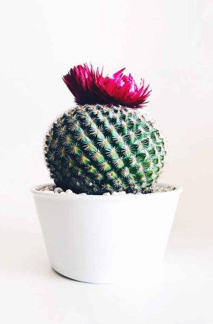 Old Lady Cactus