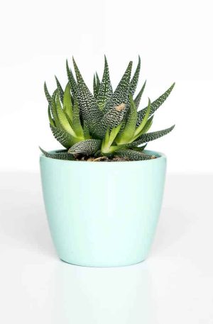 Gonialoe variegata