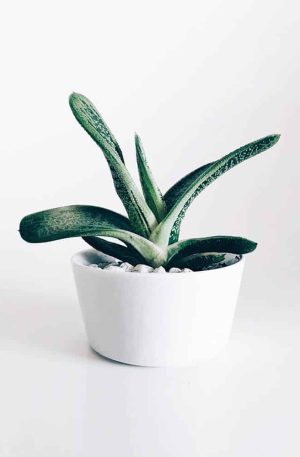 Boncellensis Secullant