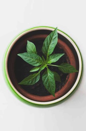 Chinese Evergreen