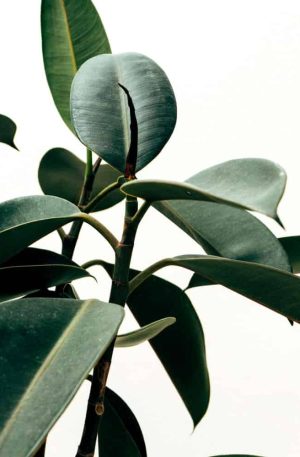 Rubber indoor plant
