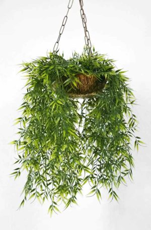 Hanging Weeping Fig
