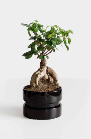 Lemon Bonsai