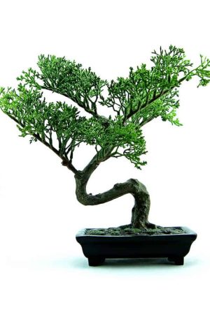 Juniper Bonsai