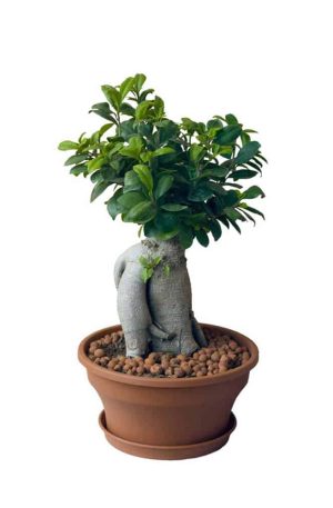 Desert rose