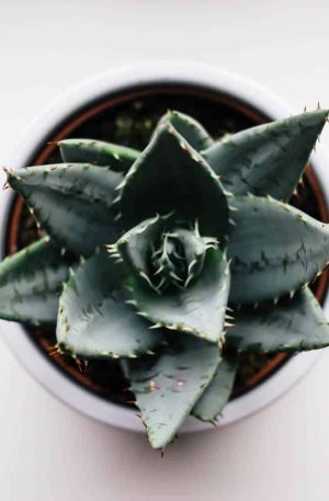 Thorny Secculent