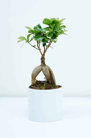 Periwinkle Bonsai